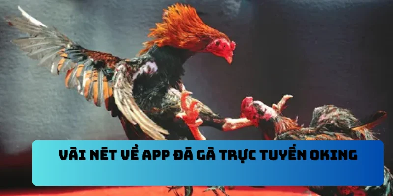 Vài nét về App đá gà trực tuyến OKING