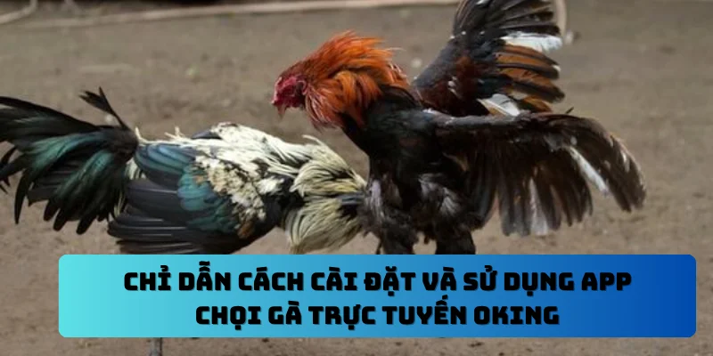 Chỉ dẫn cách cài đặt và sử dụng App chọi gà trực tuyến OKING