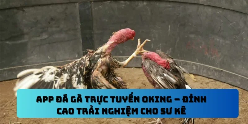 App đá gà trực tuyến