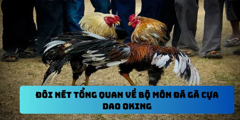 Đôi nét tổng quan về bộ môn đá gà cựa dao OKING
