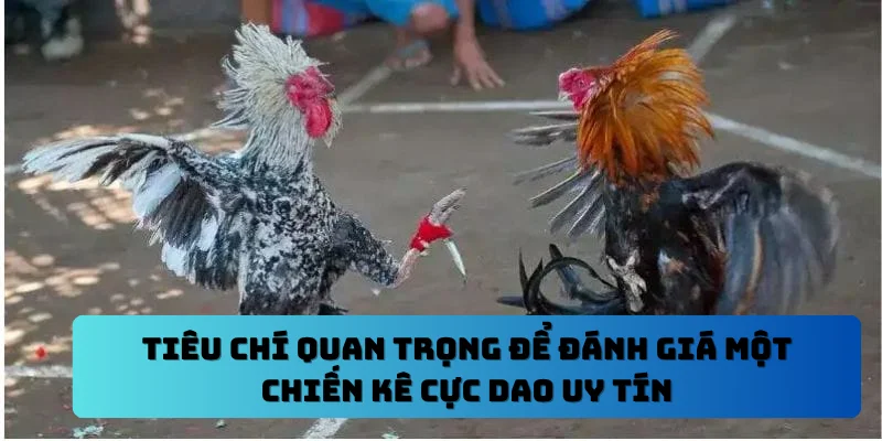 Tiêu chí quan trọng để đánh giá một chiến kê cực dao uy tín