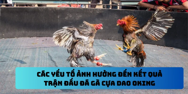 Các yếu tố ảnh hưởng đến kết quả trận đấu đá gà cựa dao OKING