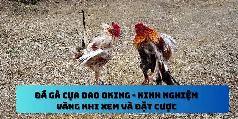 Đá gà cựa dao