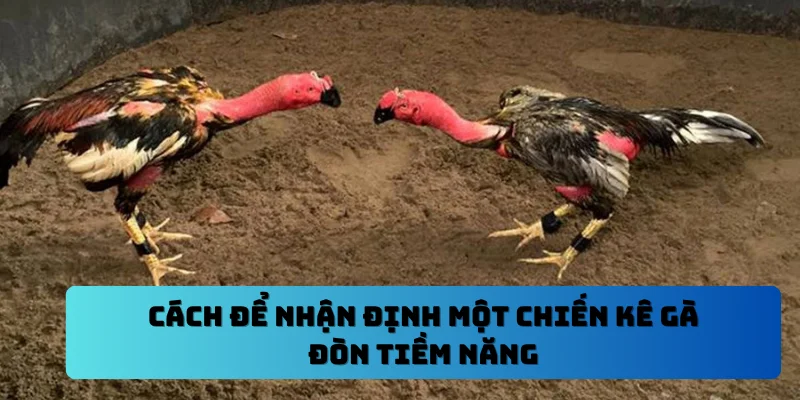 Cách để nhận định một chiến kê gà đòn tiềm năng