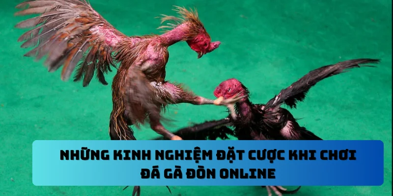 Những kinh nghiệm đặt cược khi chơi đá gà đòn online