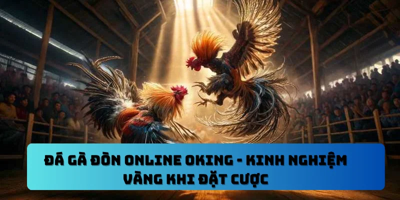 Đá Gà Đòn Online OKING – Kinh Nghiệm Vàng Khi Đặt Cược