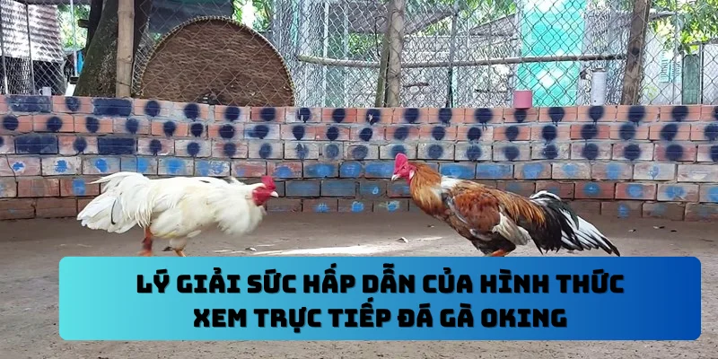 Lý giải sức hấp dẫn của hình thức xem trực tiếp đá gà OKING