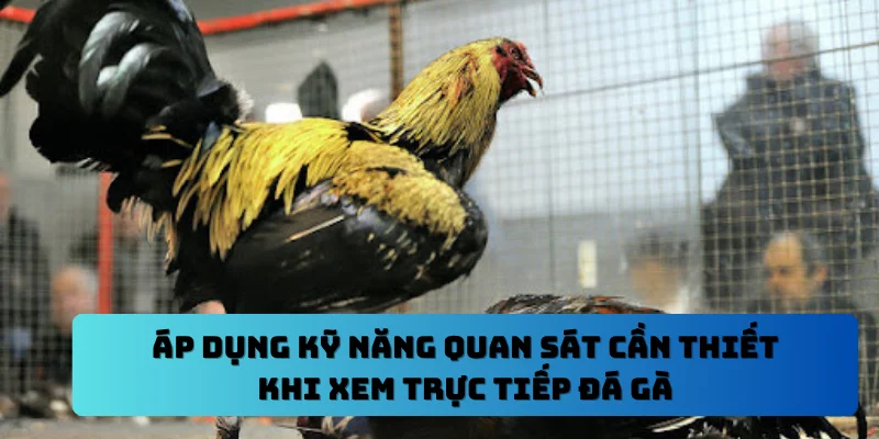 Áp dụng kỹ năng quan sát cần thiết khi xem trực tiếp đá gà