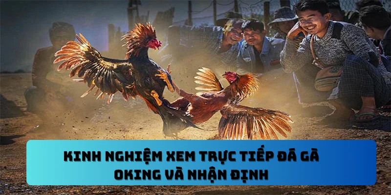 Kinh Nghiệm Xem Trực Tiếp Đá Gà OKING Và Nhận Định
